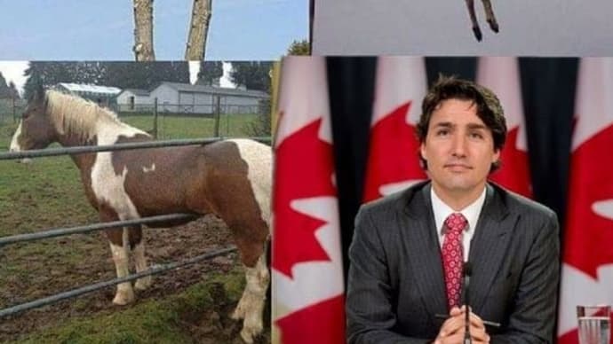 Why The Fuck Or How The Fuck Did Turdeau Get To Run And Ruin Canada For So Long? 😀😃😄😁😆😅😂🤣😈🤡💩👎🖕🇨🇦