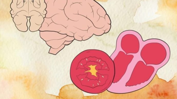 体の一部に似た食べ物は、その部分に効く?