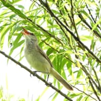 オオヨシキリ　行々子より仰々し