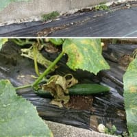 キュウリの近況と初収穫