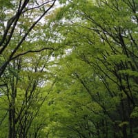 雨の福島市民家園にてクマガイソウなどの山野草を（2025.5.6）#2