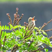オオヨシキリ　行々子より仰々し