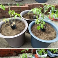 9号鉢にミニトマト：アイコの苗を植えました