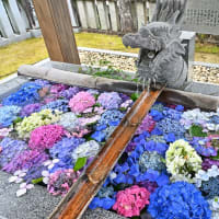 観音寺市「粟井神社」のあじさい